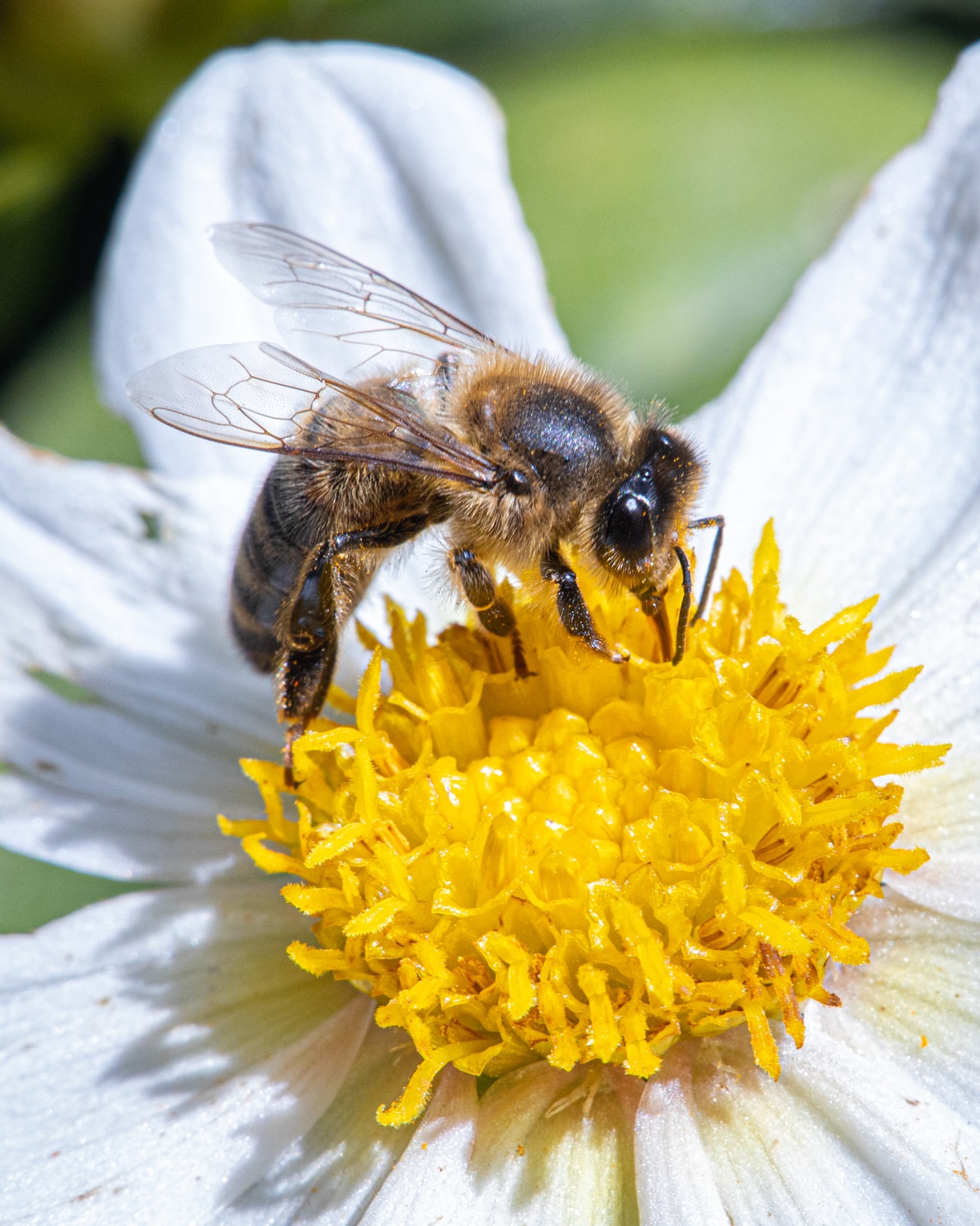 bee yngves honung